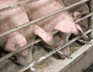 Мікроклімат у свинарнику впливає на апетит свиней